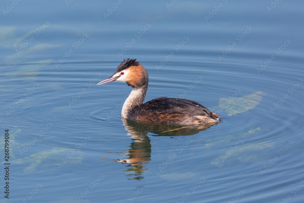 close-up great crested grebe (podiceps cristatus) swimming in pond