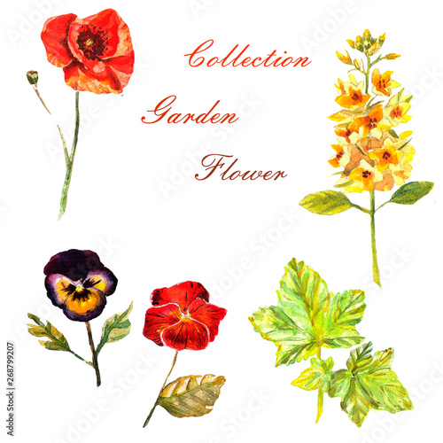 Flowers watercolor illustration. Set of garden flowers on a white background.