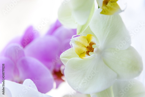 Colorful blooming of orchid flower close up
