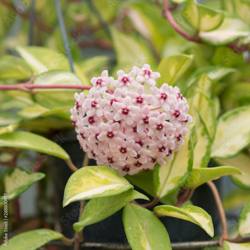 Hoya flower blooms in the garden
