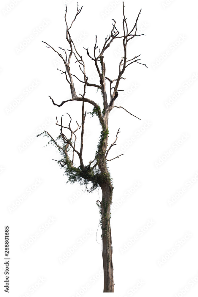 Dead tree or dried tree isolate on white background.Clipping path. Dead tree or dried tree isolate on white background.Clipping path.