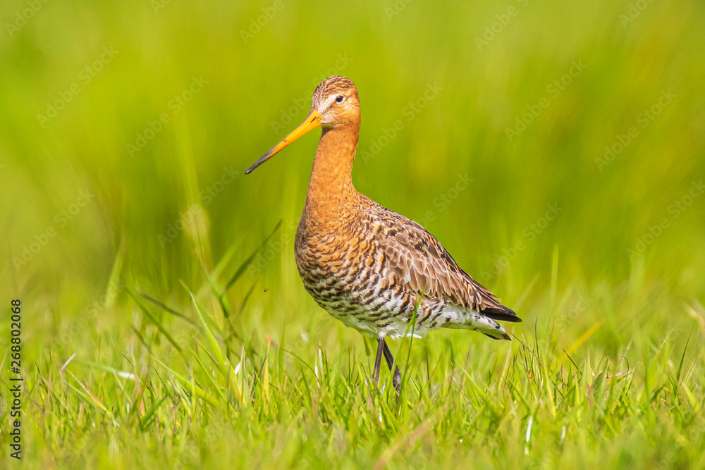 Black-tailed godwit Limosa Limosa foraging in a green meadow Black-tailed godwit Limosa Limosa foraging in a green meadow