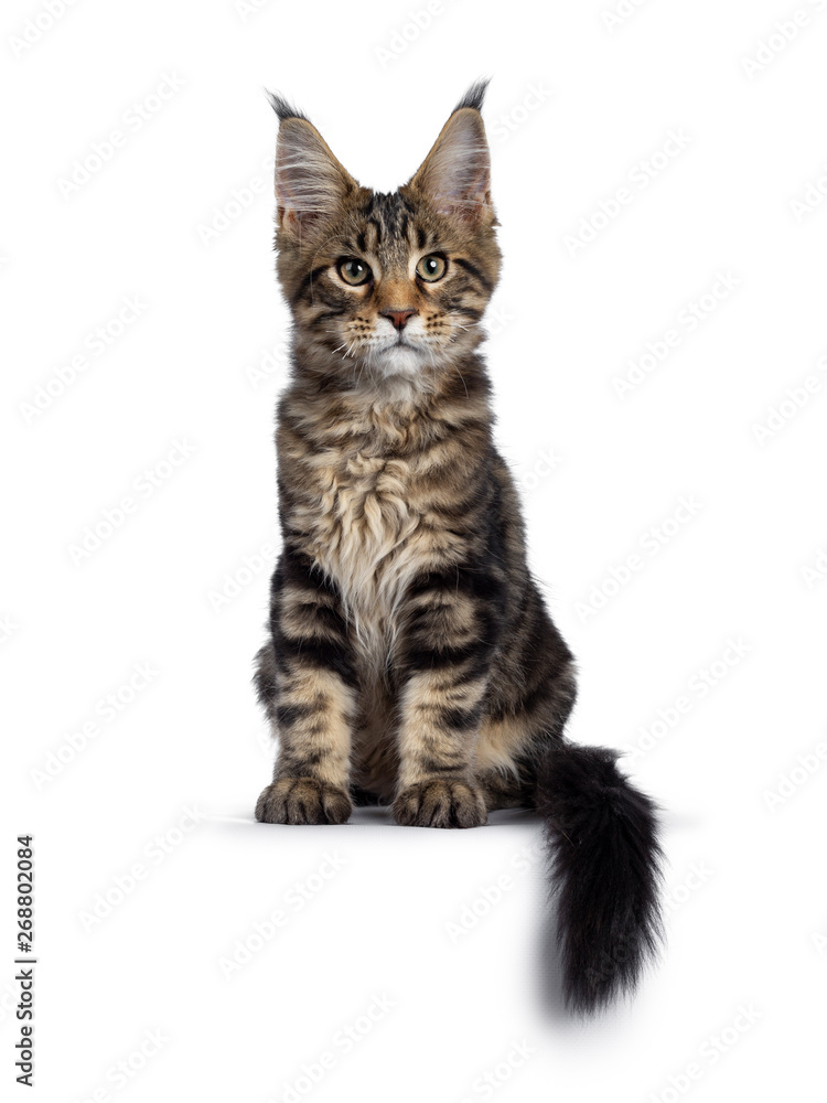 Handsome black tabby Maine Coon cat kitten, sitting facing camera. Looking beside camera with with green /brown eyes. Isolated on white background. Tail curled around body hanging over edge.