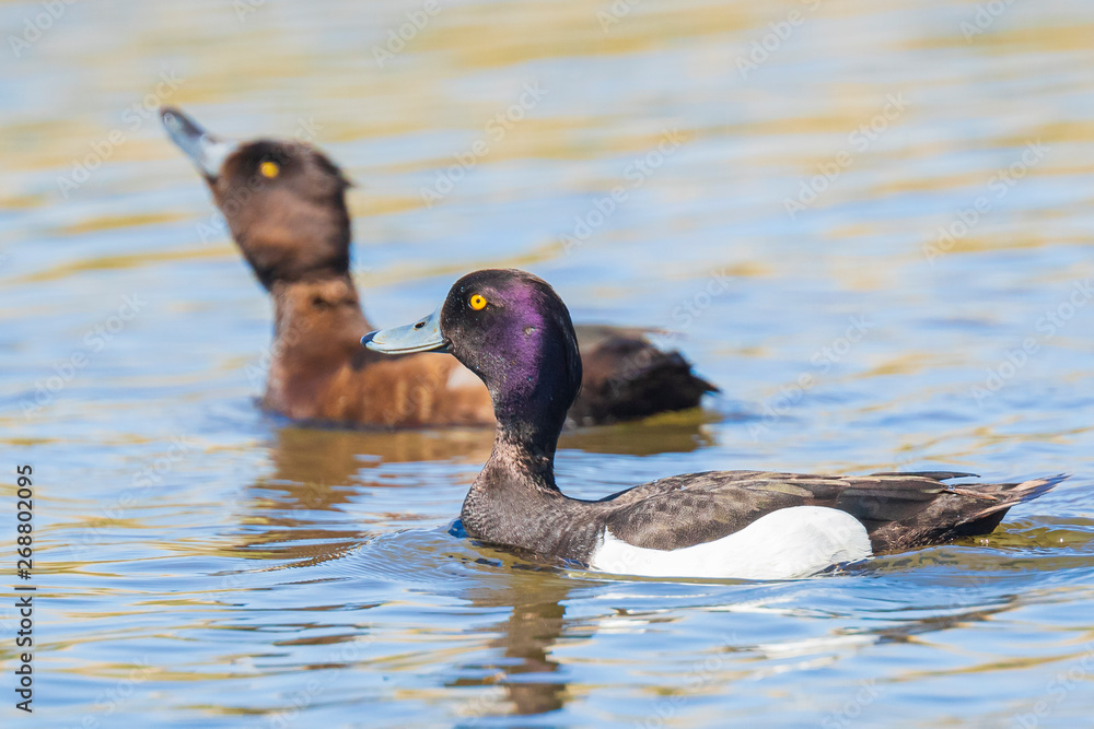 male and female Tufted duck, Aythya fuligula male and female Tufted duck, Aythya fuligula
