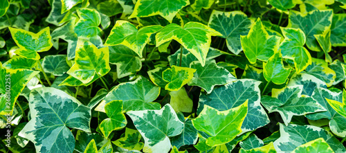 Close-up green ivy Hedera helix Goldchild carpet. Original texture of natural greenery. Background of elegant variegated leaves. Nature concept for design. Selective focus photo