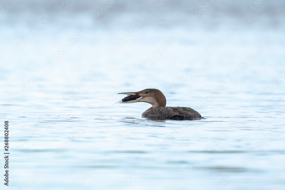 Common or great northern loon Gavia immer hunting and eating crayfish Common or great northern loon Gavia immer hunting and eating crayfish