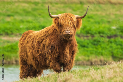 Highland cattle, Scottish cattle breed Bos taurus with big long horns