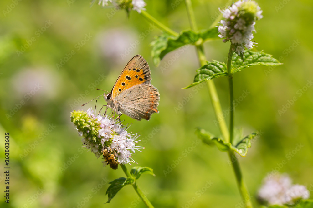 Small or common copper butterfly lycaena phlaeas closeup
