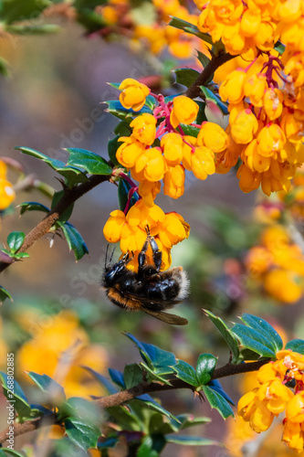 A tree bumblebee feeding on flowers of a Darwins Barberry bush photo