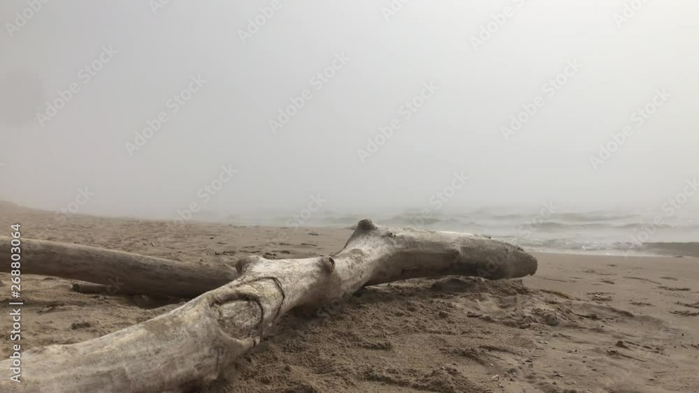 driftwood on the beach on foggy morning driftwood on the beach on foggy morning