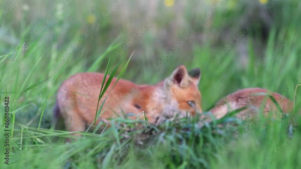 Red fox cubs play in the tall grass. Vulpes Red fox cubs play in the tall grass. Vulpes