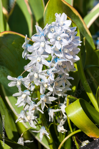 Puschkinia scilloides a spring white blue perennial flower plant commomly known as Russian snowdrop photo