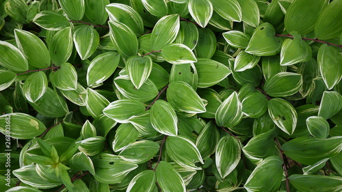 It is refreshing in the background of green leaves