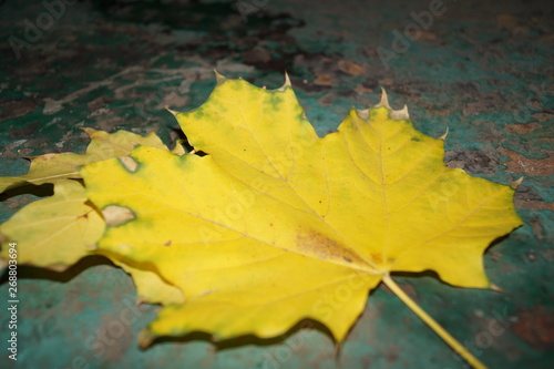 yellow maple leaf on the water