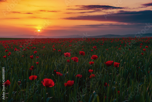 Field with blooming red poppies at sunset time © Vastram