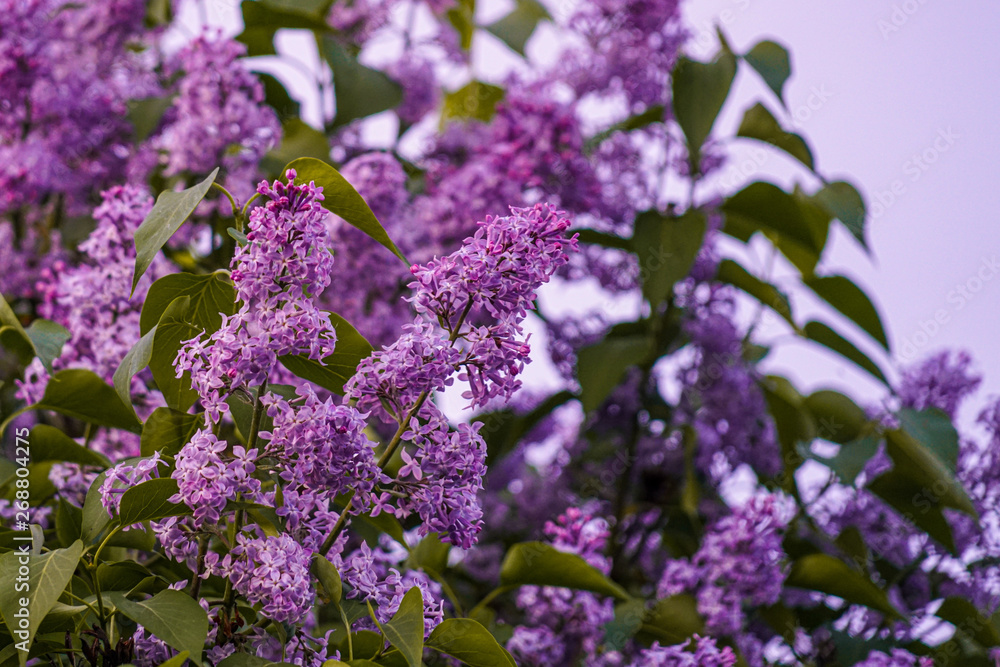 Clusters of blooming lilac. Lilac flowers in the light of the setting sun Clusters of blooming lilac. Lilac flowers in the light of the setting sun