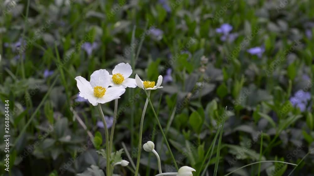 Flowering anemone oak in the spring in the garden. Selective focus Flowering anemone oak in the spring in the garden. Selective focus