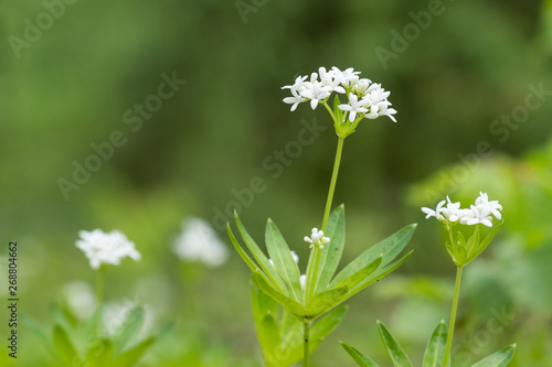 Blühender Waldmeister (Galium odoratum)