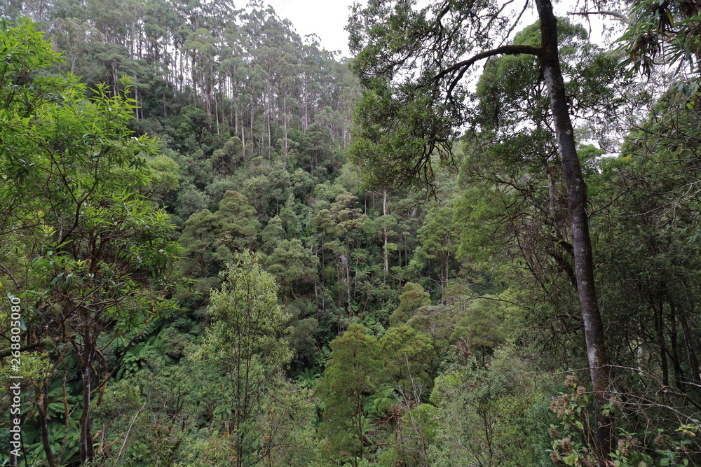 Fototapeta premium waterfall