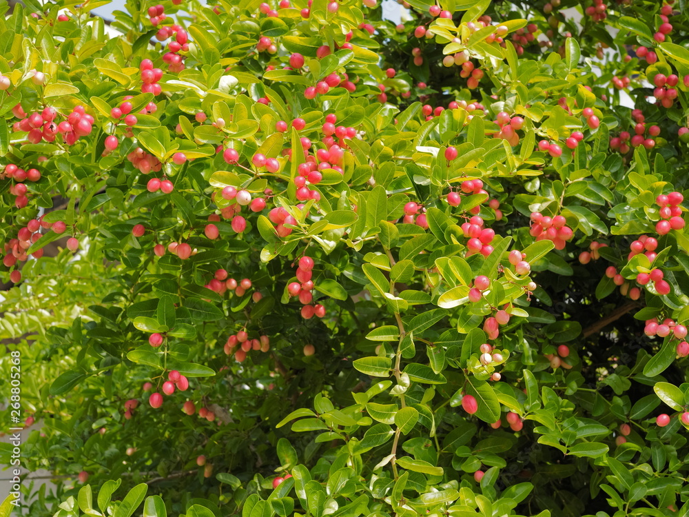 Beautiful Karanda, Carunda, Christ's Thom, Scientific name Carissa carandas Linn., organic healthy red fruit blossom on tree with green leaves background.