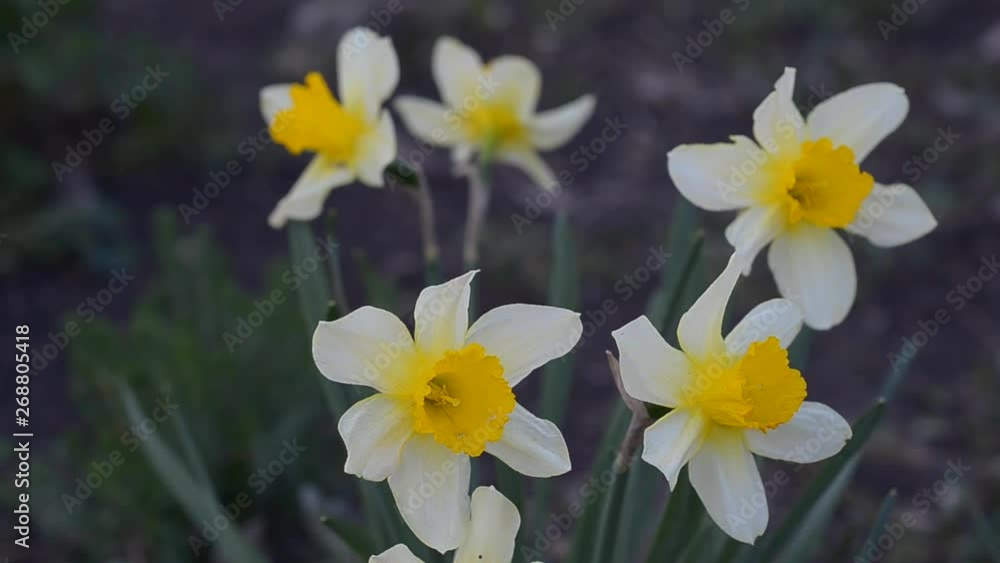 Blooming yellow daffodils in the spring in the garden. Dark, selective focus. Blooming yellow daffodils in the spring in the garden. Dark, selective focus.
