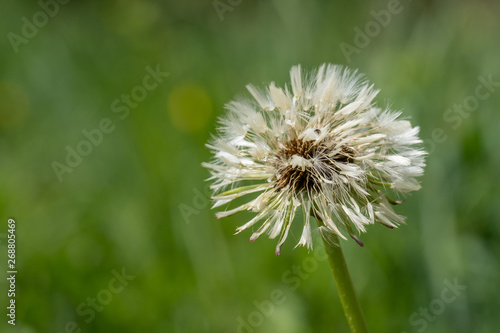 Pusteblume   L  wenzahn  Taraxacum sect. Ruderalia 