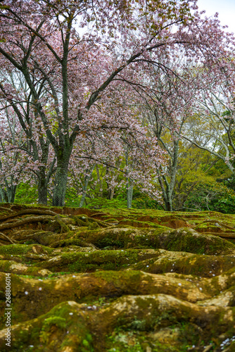 Cherry trees and flowers in Nara Park