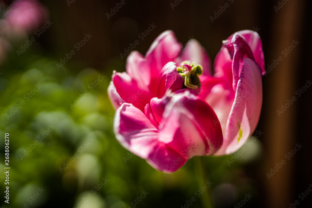 Colourful Spring Flowers Colourful Spring Flowers