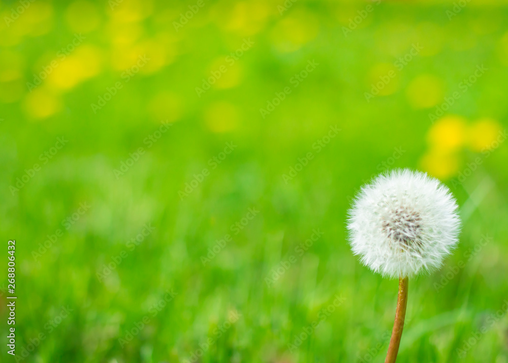 White ripe dandelion flower on a green lawn White ripe dandelion flower on a green lawn