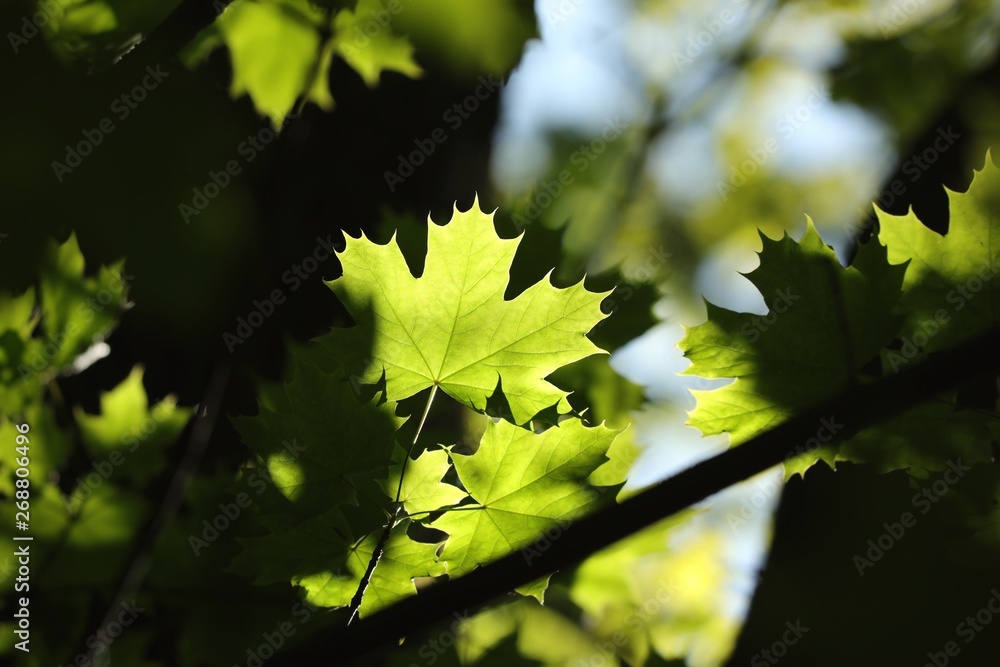 Spring maple leaves on a twig in the forest Spring maple leaves on a twig in the forest