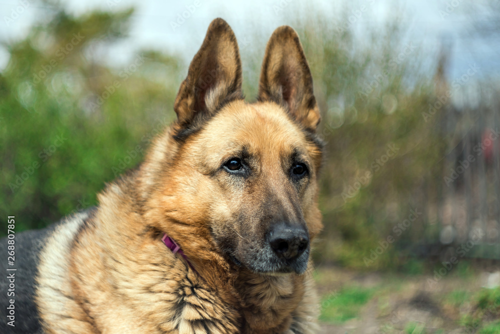 Fototapeta premium german shepherd dog. portrait of dog.