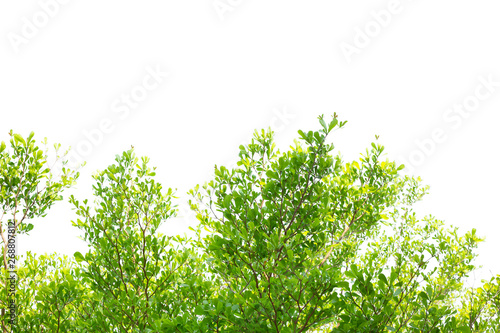 Green Tree Leaf Isolated on White background with Clipping path