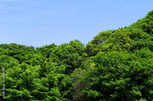 初夏の森風景