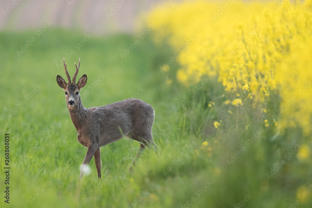 Roebuck - buck (Capreolus capreolus) Roe deer - goat Roebuck - buck (Capreolus capreolus) Roe deer - goat