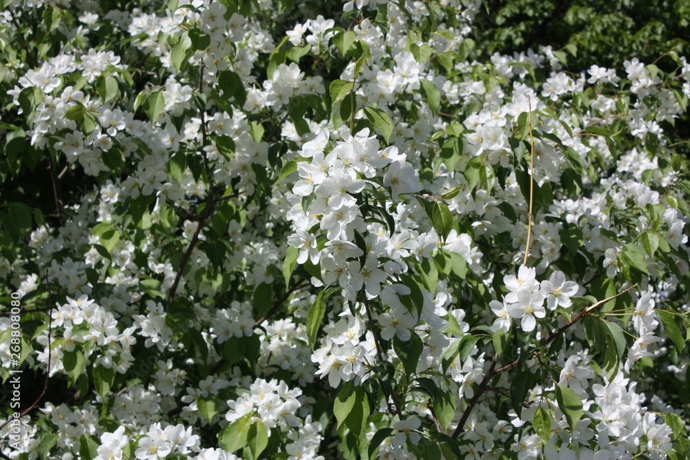 flowering Apple trees near the city canal flowering Apple trees near the city canal