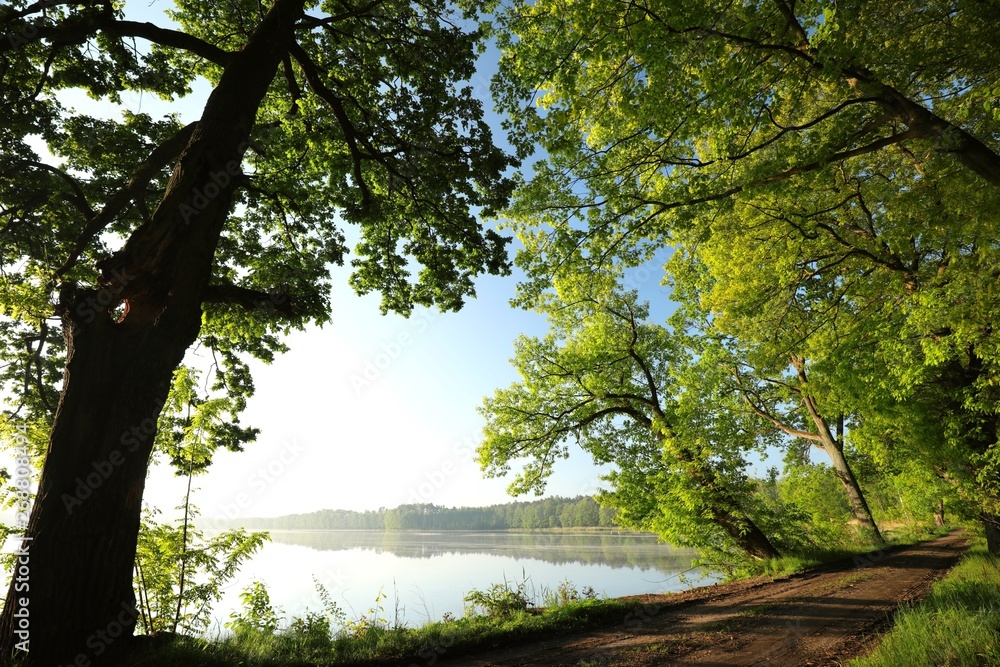 Fototapeta premium Oaks at the edge of a lake on a spring morning