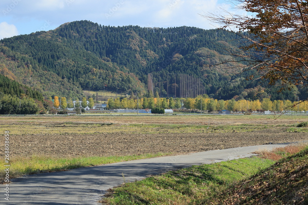 銀杏並木が見える秋の田園風景