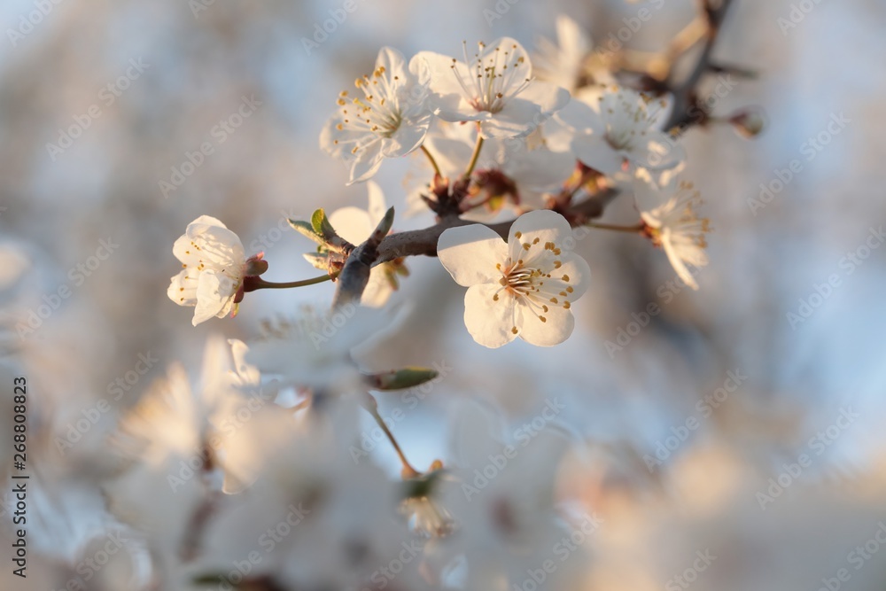 Spring flowers blooming on a tree Spring flowers blooming on a tree