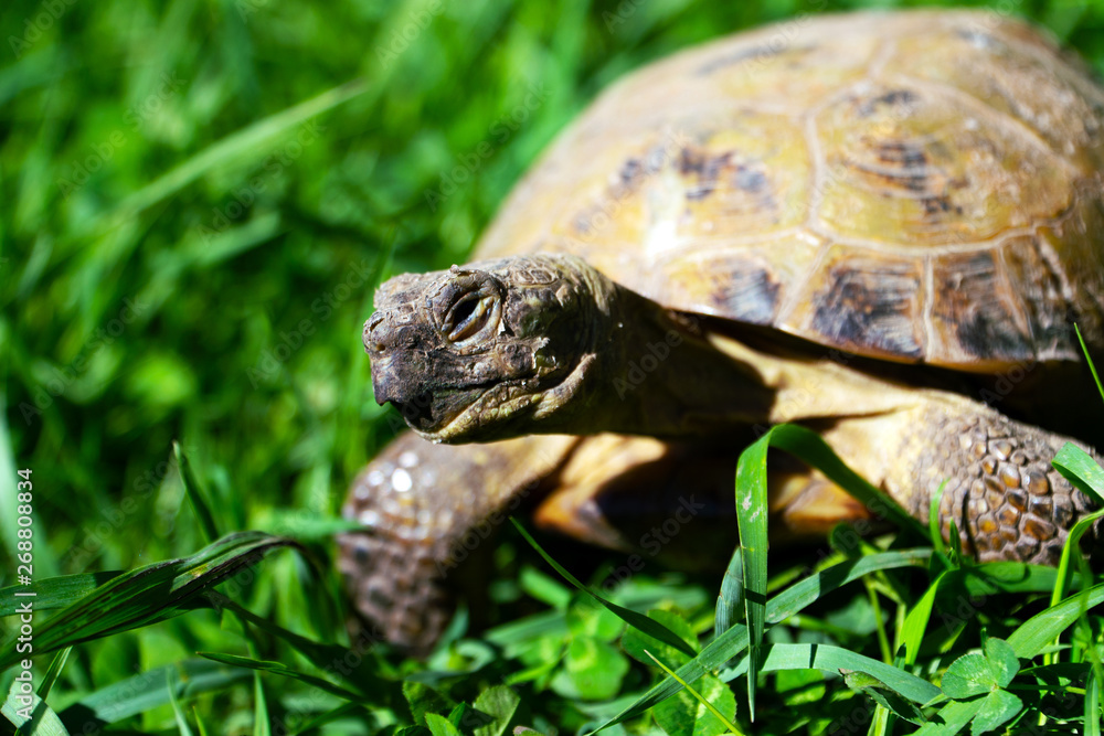 Portrait of a smiling turtle crawling on the grass on a Sunny day Portrait of a smiling turtle crawling on the grass on a Sunny day