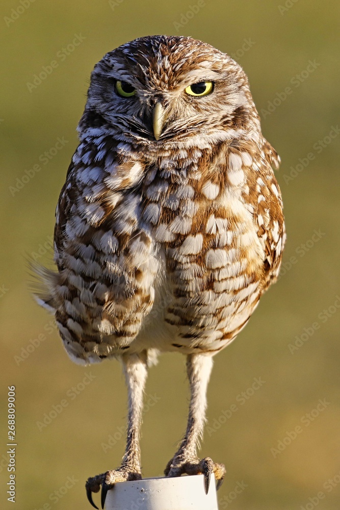 Kaninchen Eule / Burrowing Owl Kaninchen Eule / Burrowing Owl