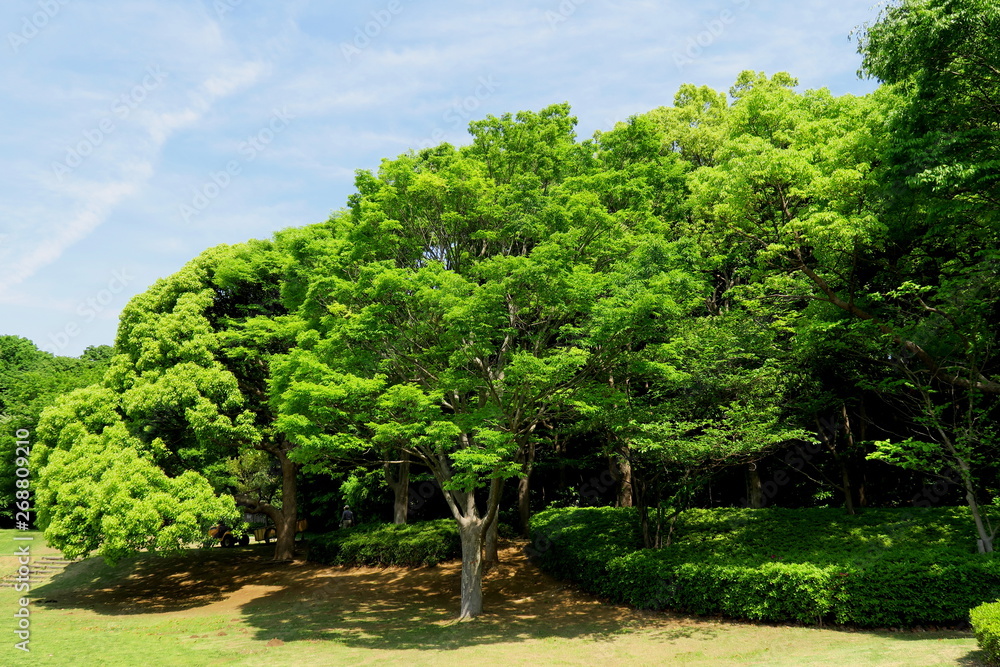 新緑の欅と樟のある公園風景