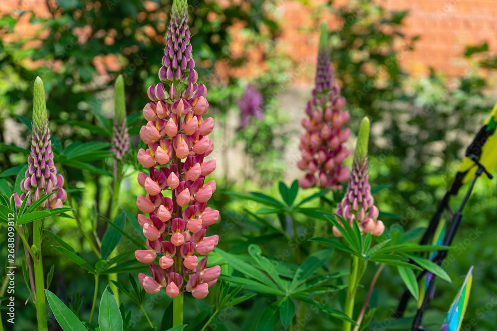 Lupins in the garden at the house Lupins in the garden at the house