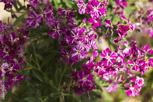 Wallpaper Mural pink flowers background Torontodigital.ca