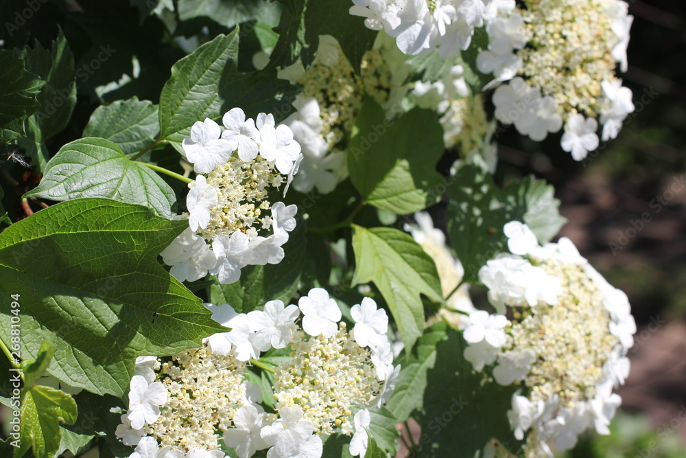 Blooming viburnum tree, color photo Blooming viburnum tree, color photo