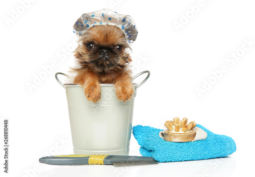 Photography Brussels Griffon puppy in a bucket and a bath hat