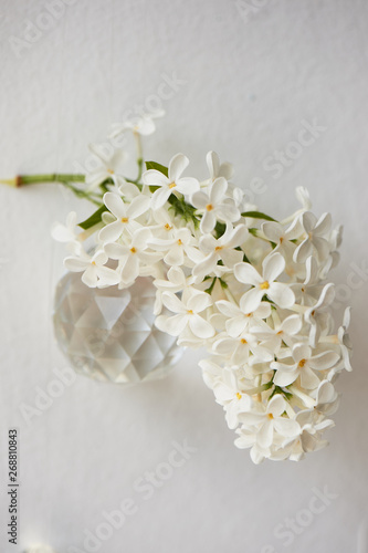 Branches of white lilac. Natural wealth. On a white background with round lenses.
