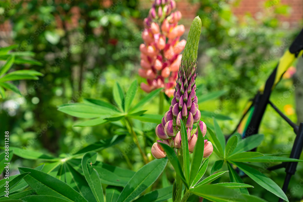 Lupins in the garden at the house Lupins in the garden at the house