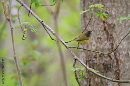 Nashville warbler perched on branch photo