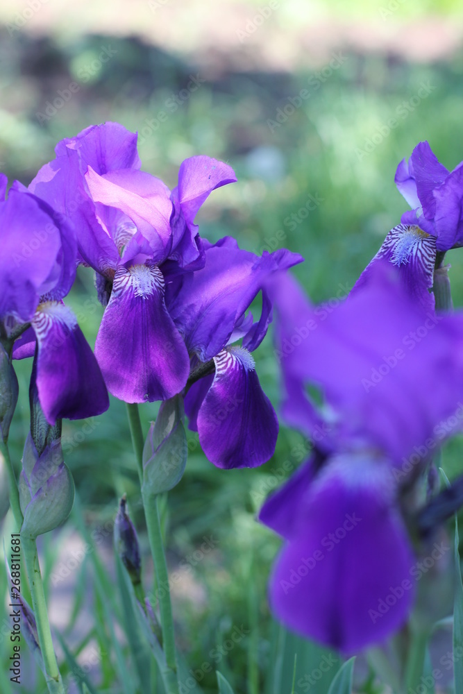 Purple iris flower, color photo