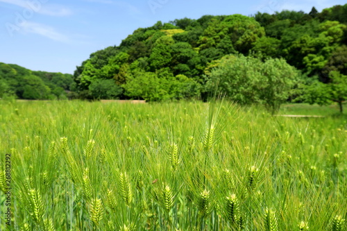 里山の初夏の大麦畑と森風景 